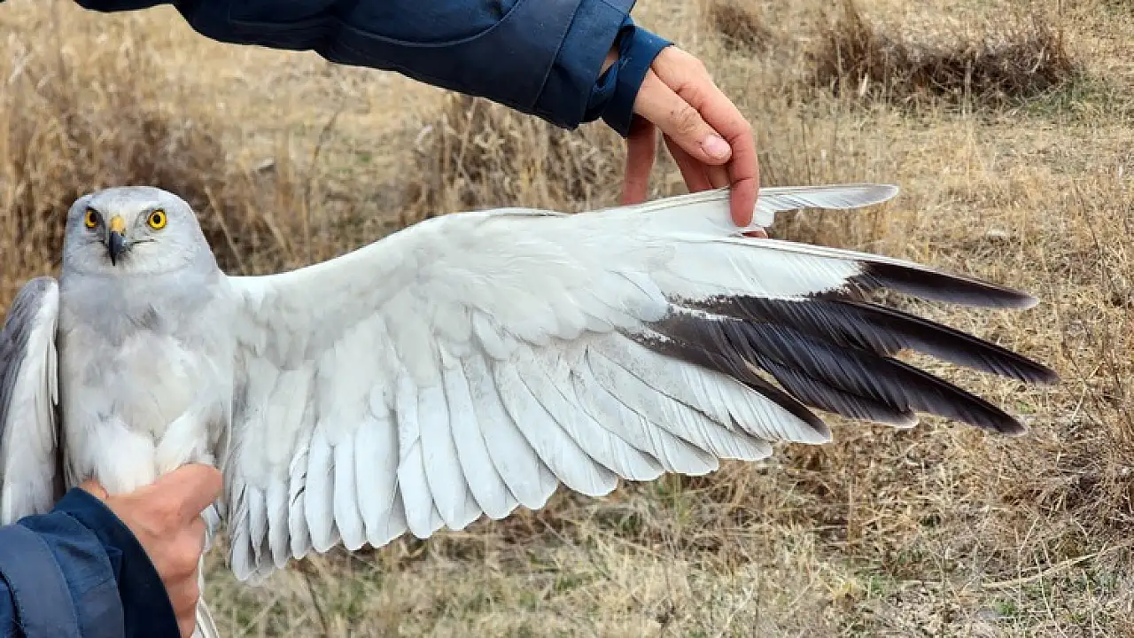 Iğdır'da bozkır delicesinden şahine 13 kuş uydu vericisiyle takibe alındı