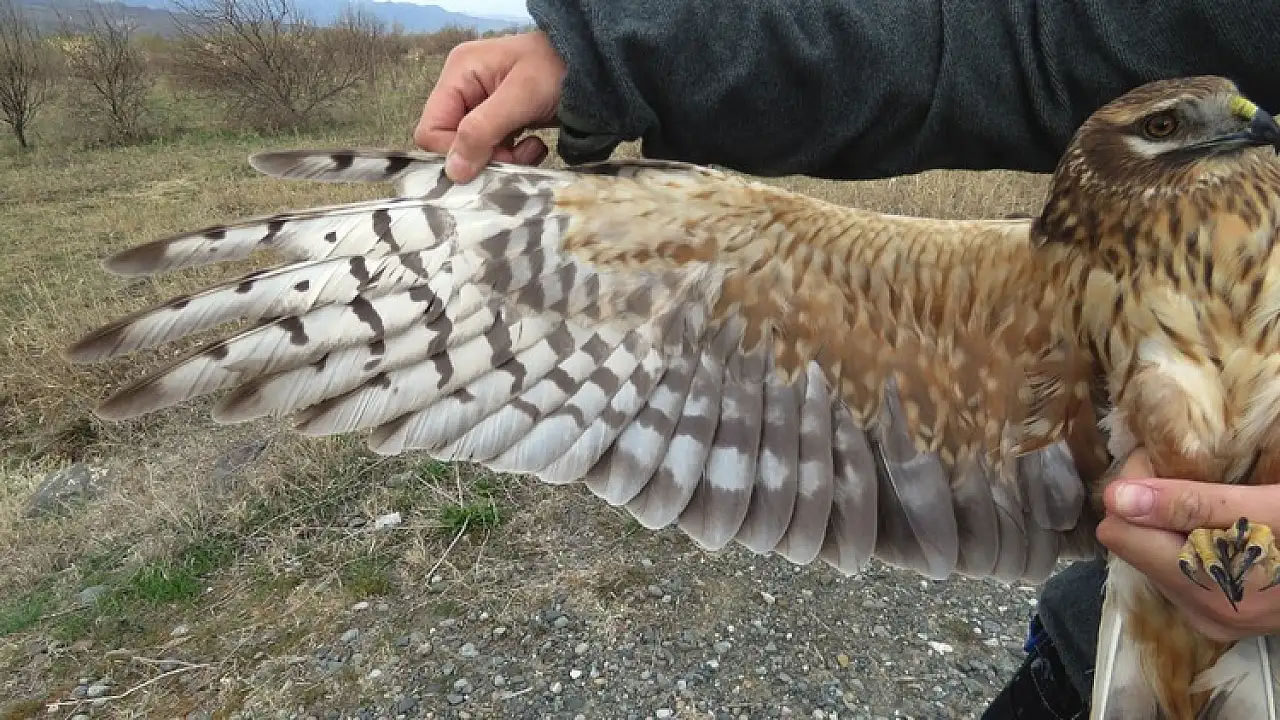 Iğdır'da bozkır delicesinden şahine 13 kuş uydu vericisiyle takibe alındı