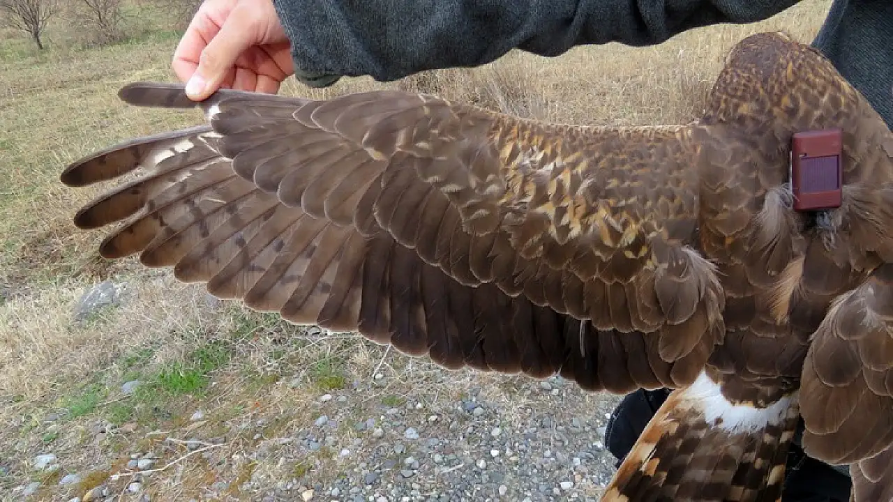 Iğdır'da bozkır delicesinden şahine 13 kuş uydu vericisiyle takibe alındı