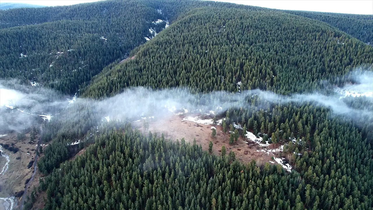 Sarıçam ormanları sisle buluştu
