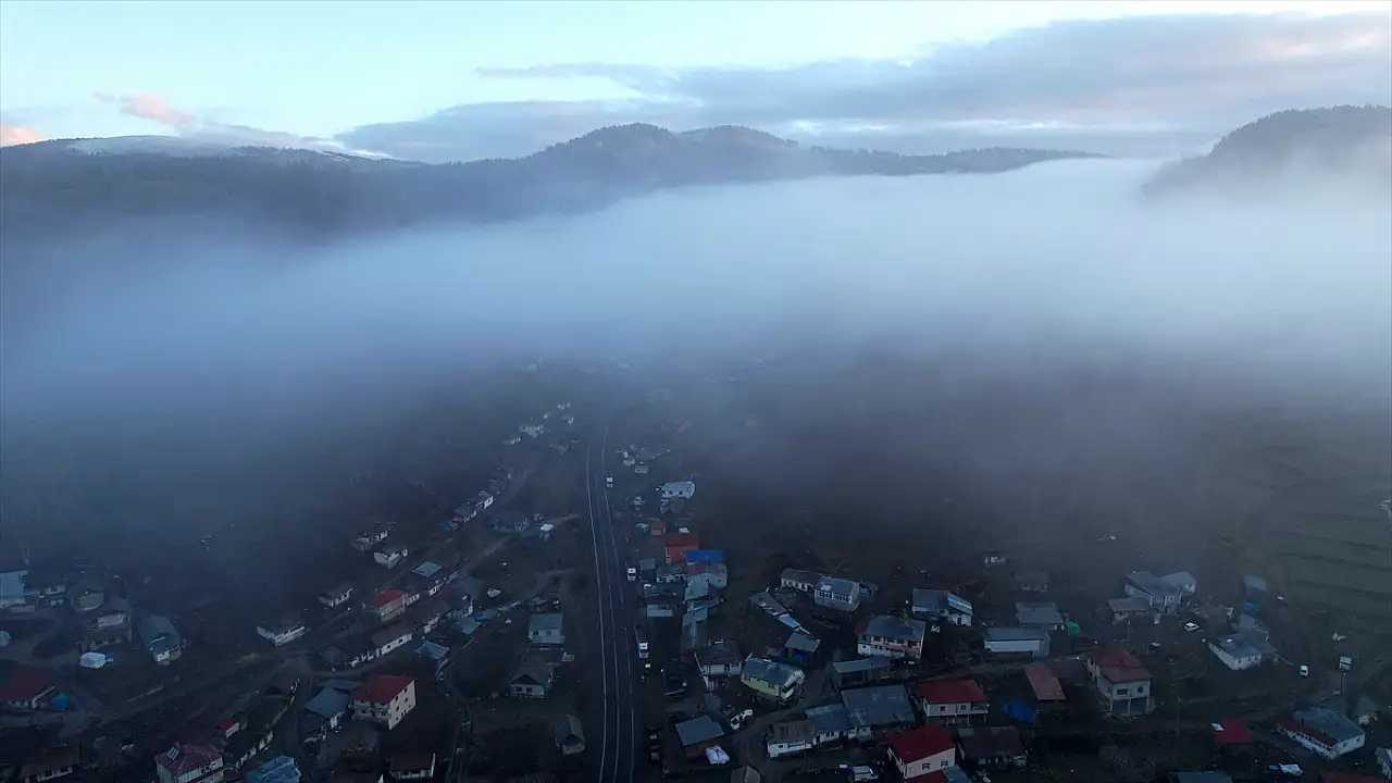 Sarıçam ormanları sisle buluştu