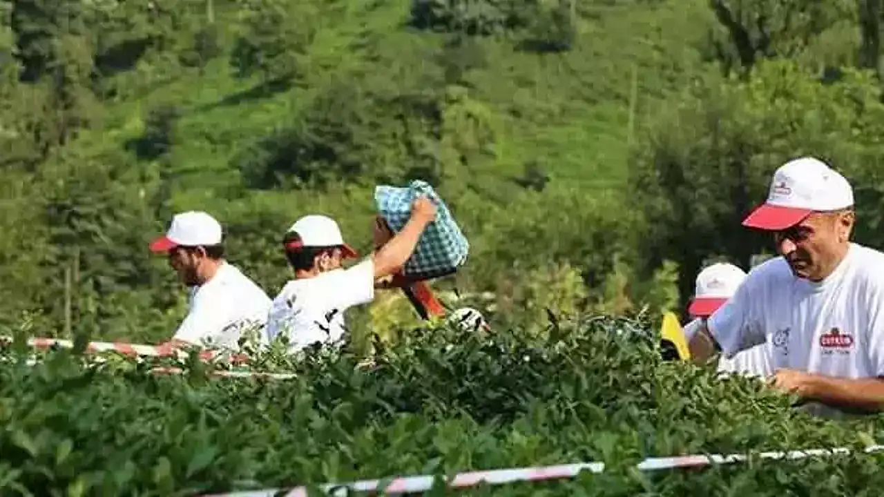 ÇAYKUR, 1500 Yeni İşçi Alımı İle İlgili Kura Sonuçlarını Açıkladı: İsim Listesine Erişin!