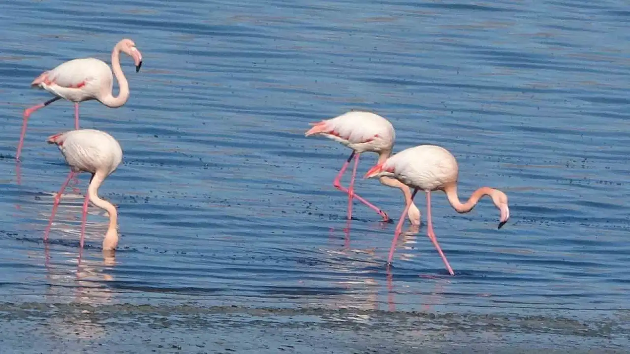 Van Gölü'nde flamingo şöleni: İran'daki kuruma kuşları bölgeye çekti!