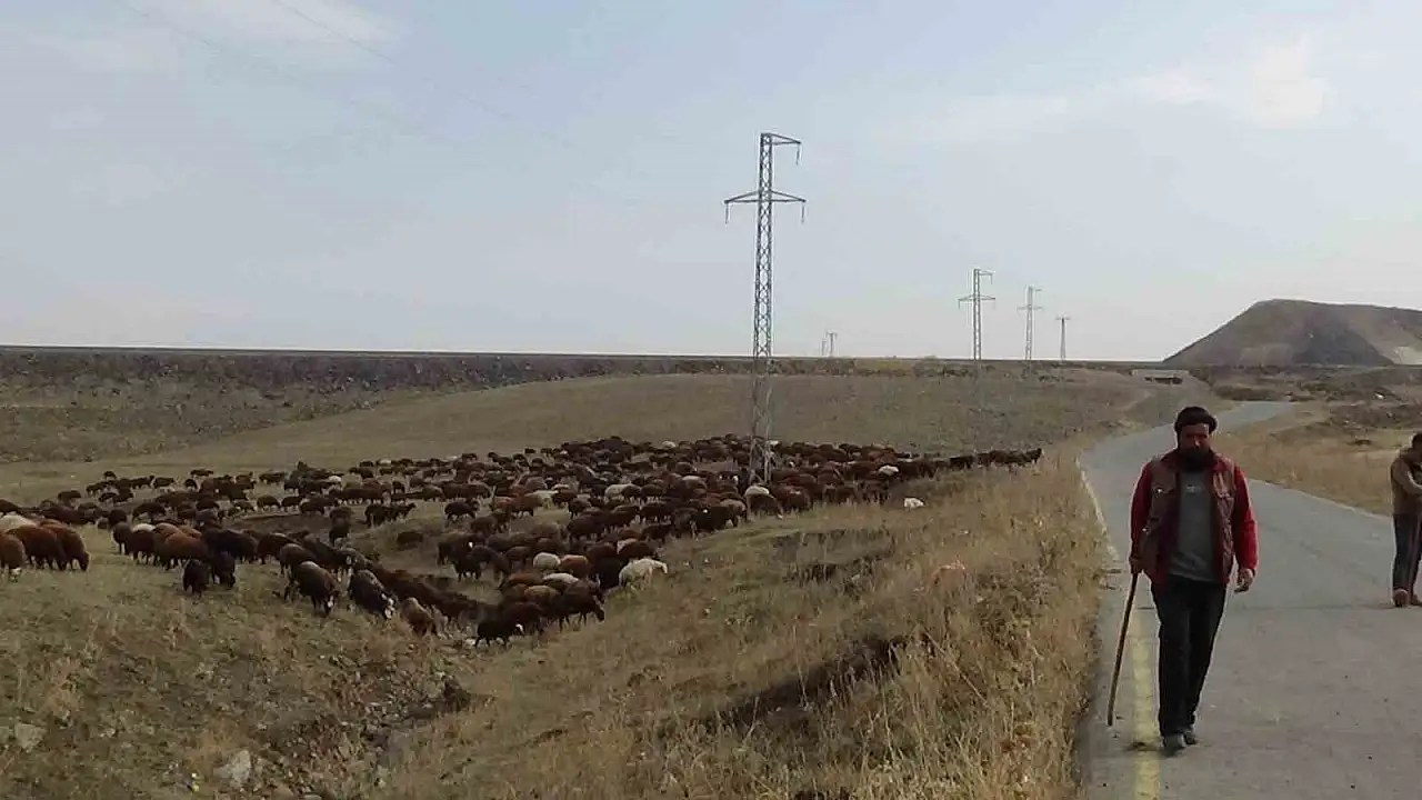 Göçerler, zorlu kış yolculuğunda hayvanları için tehlikelerle mücadele ediyor