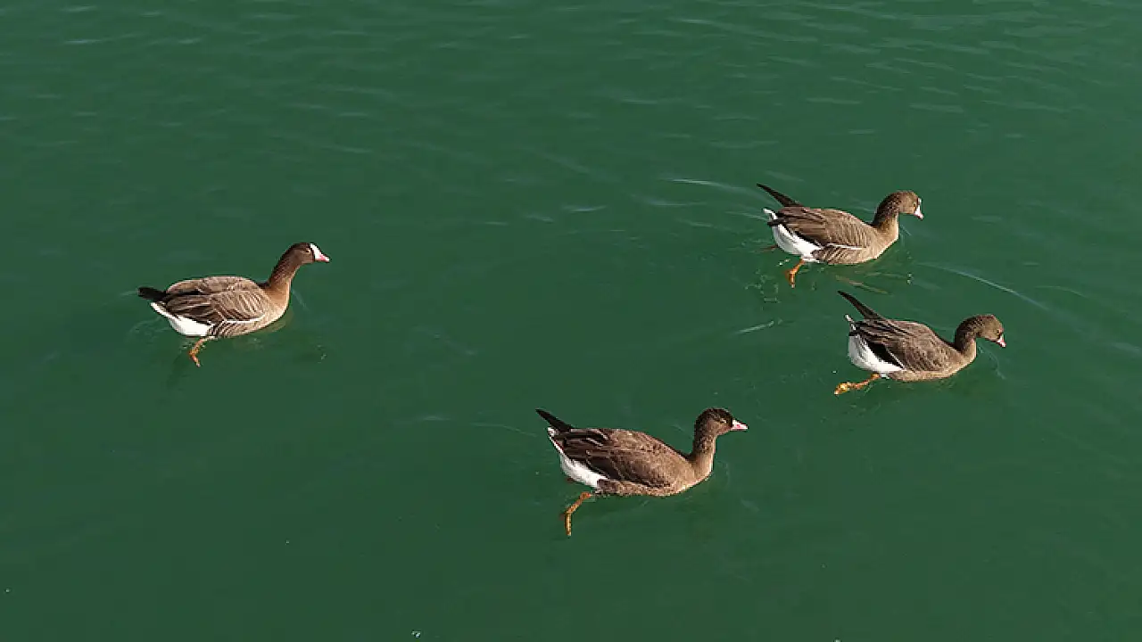 Van Gölü Havzası, Kış Aylarında Yaban Kazlarına ve Flamingolara Ev Sahipliği Yapıyor