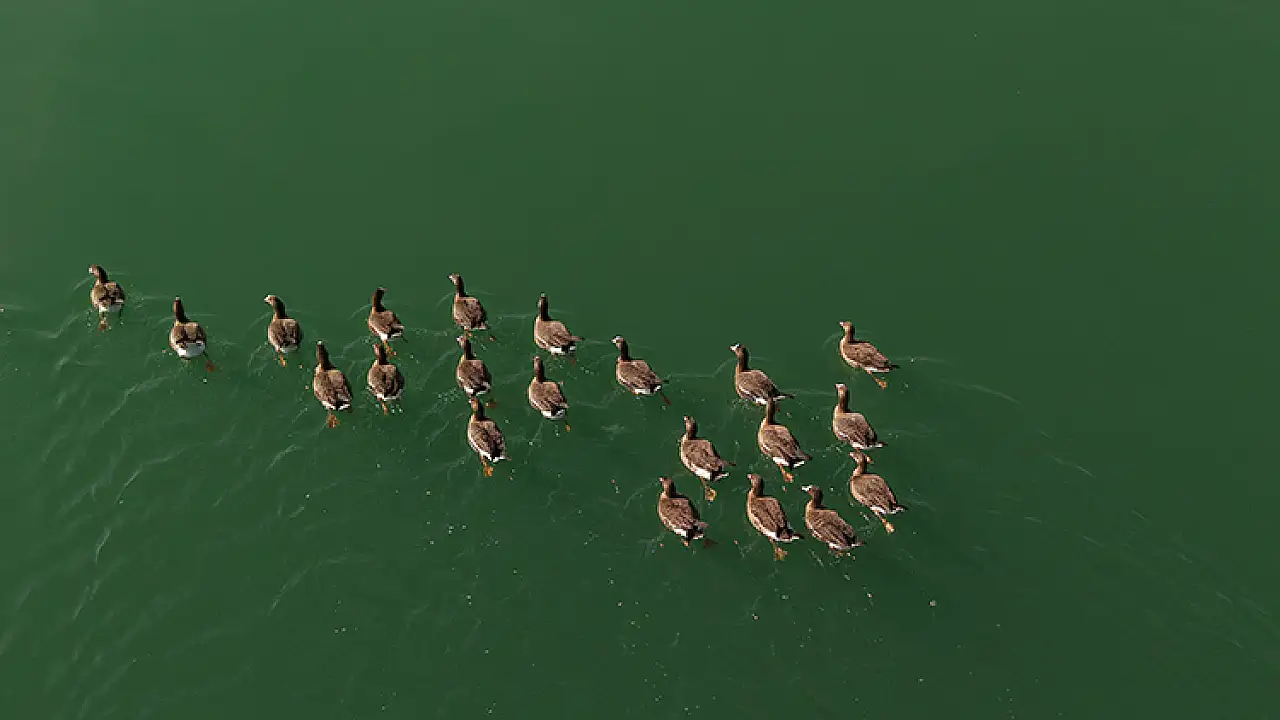 Van Gölü Havzası, Kış Aylarında Yaban Kazlarına ve Flamingolara Ev Sahipliği Yapıyor