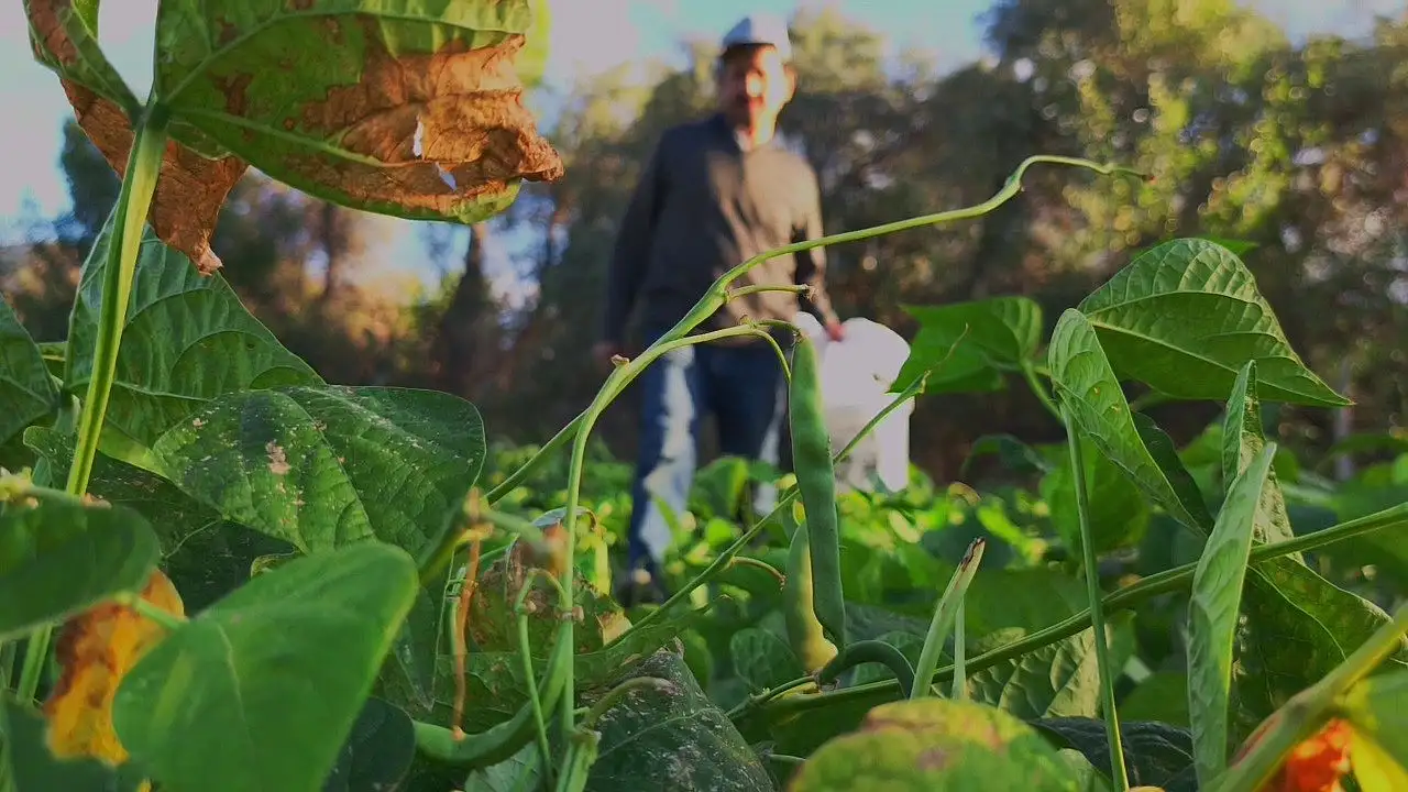 İspir fasulyesi, dünya mutfaklarında tanınan 'beyaz altın' olarak ün kazandı!