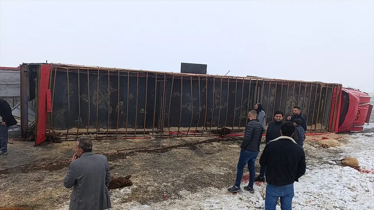 Patnos'ta hayvan yüklü tır kontrolden çıktı