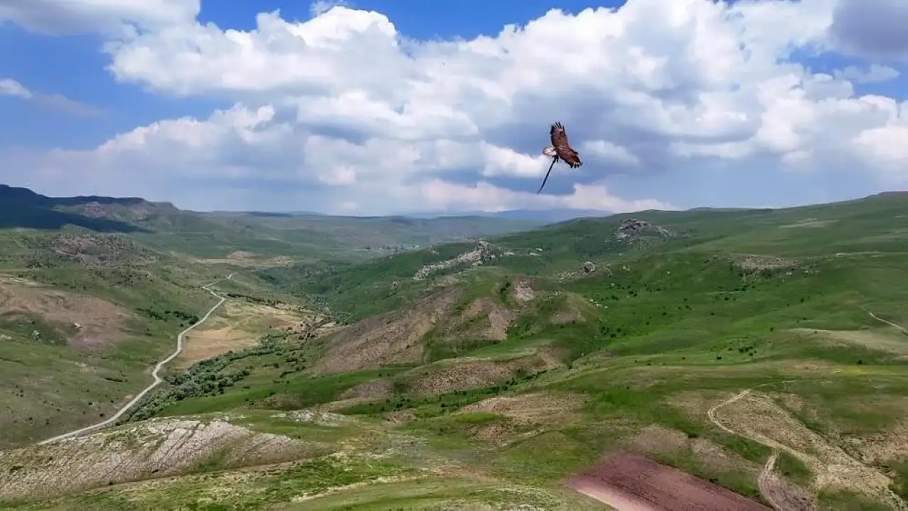 Ağrı'da belgeselleri aratmayan görüntü! Kartal yılanla gökyüzünde süzüldü