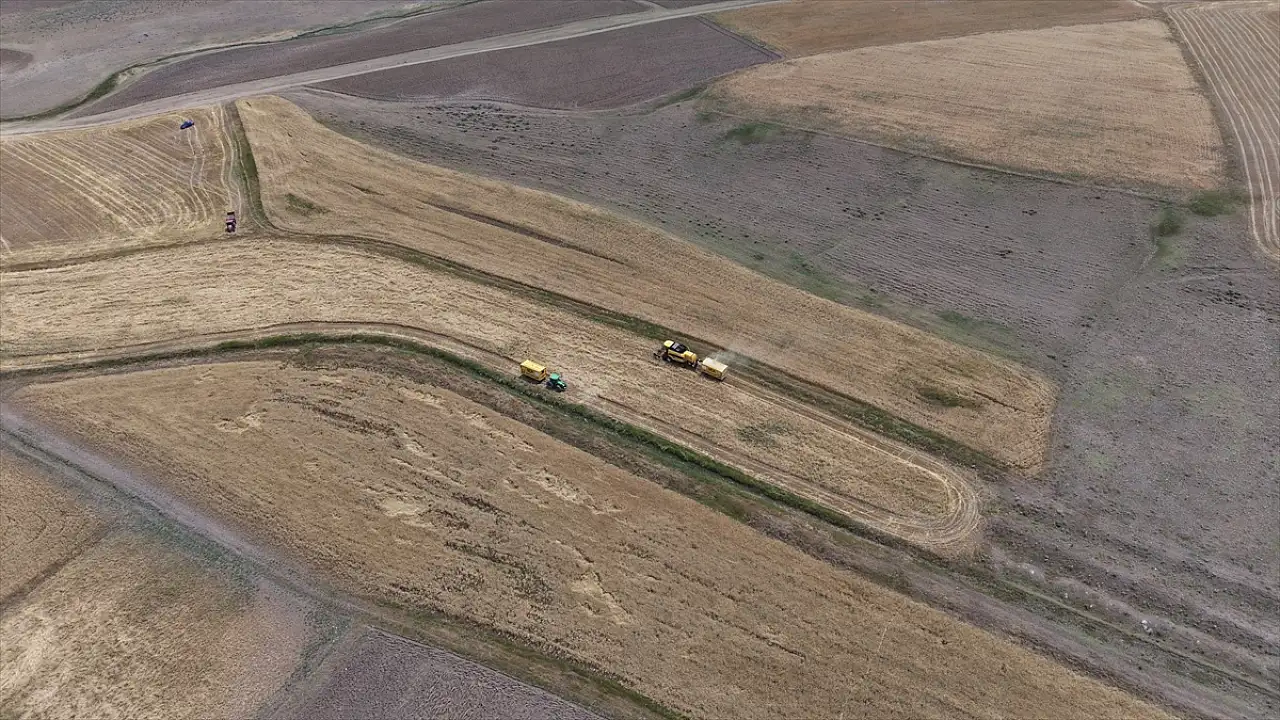 Erzurum'da belediyenin biçerdöverleri çiftçinin mahsulünü tarlada bırakmıyor