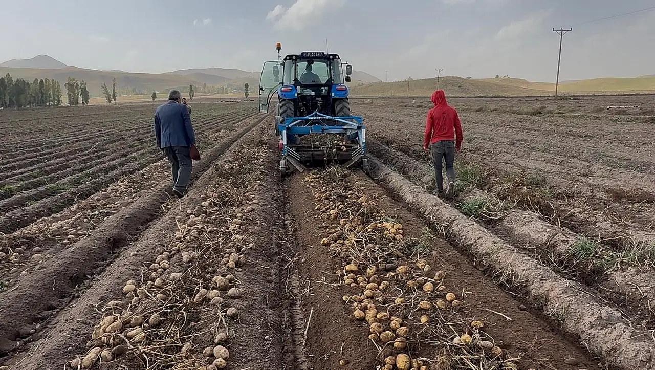 Patnos'ta 450 dönümden 1.500 ton patates bekleniyor