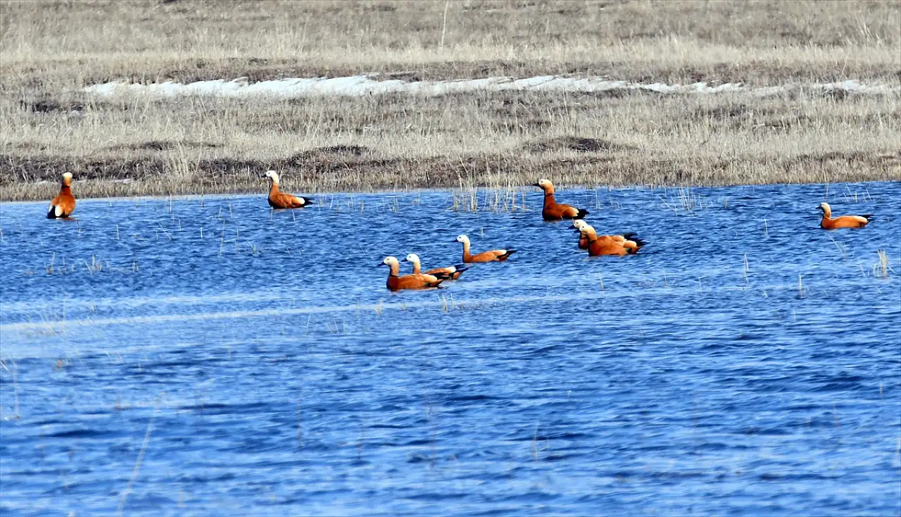 Kars'ta baharın habercileri kardelen ve çiğdemler doğayı renklendirdi