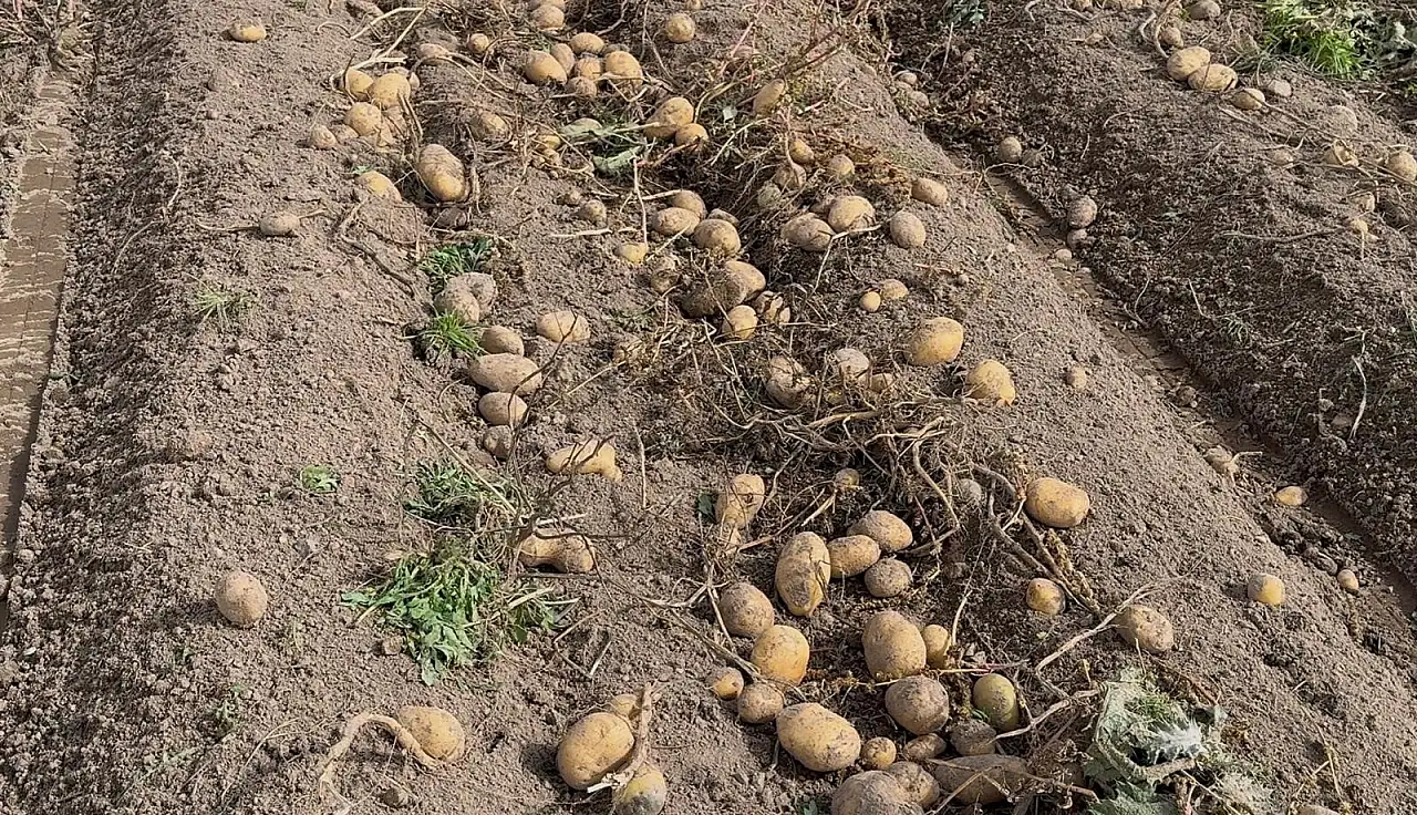 Patnos'ta 450 dönümden 1.500 ton patates bekleniyor