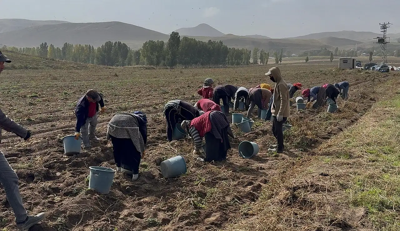 Patnos'ta 450 dönümden 1.500 ton patates bekleniyor