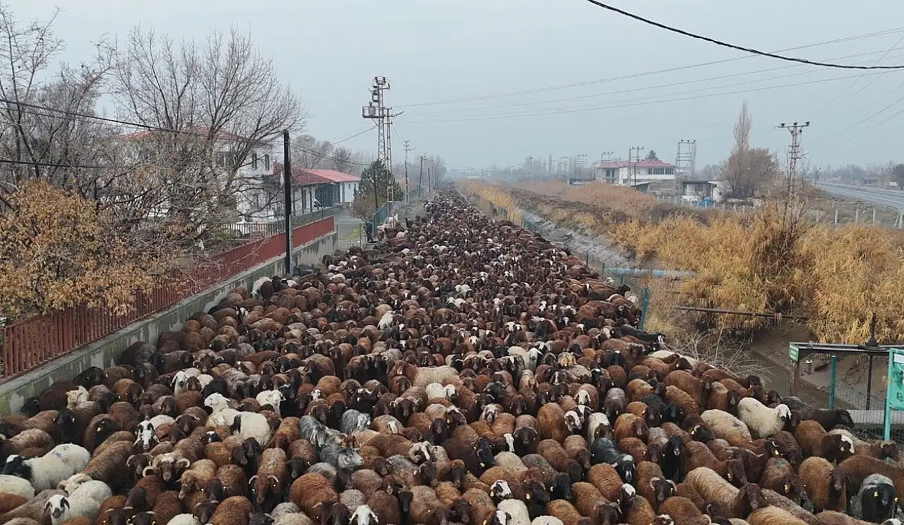 Iğdırlı göçerler zorlu yayla dönüş yolculuğunu tamamladı, kış hazırlıkları başladı