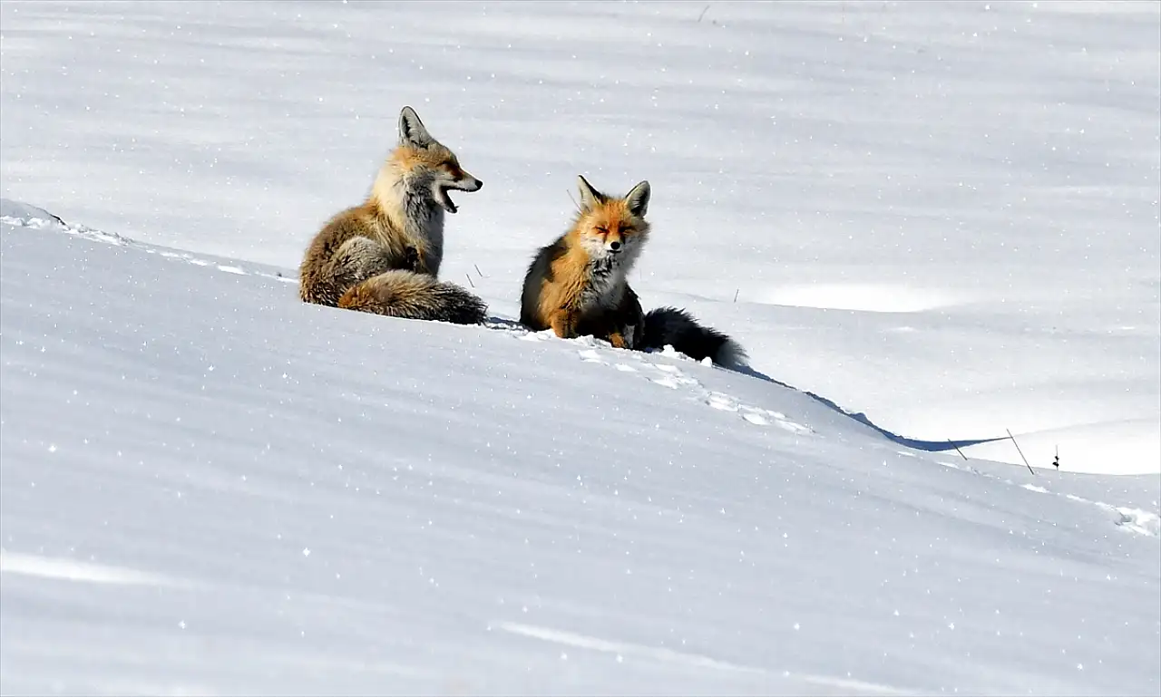 Kars'ta kızıl tilki ve yaban kuşları doğal yaşam alanlarında görüntülendi