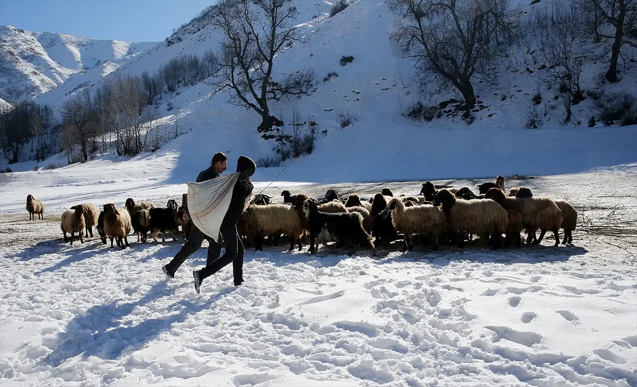Muş ve Bitlis'te besiciler zorlu kış mesaileri