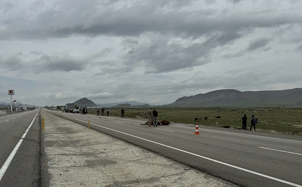 Ağrı'da büyükbaşlara tır çarptı, sonrası yolda şaşkınlık yarattı