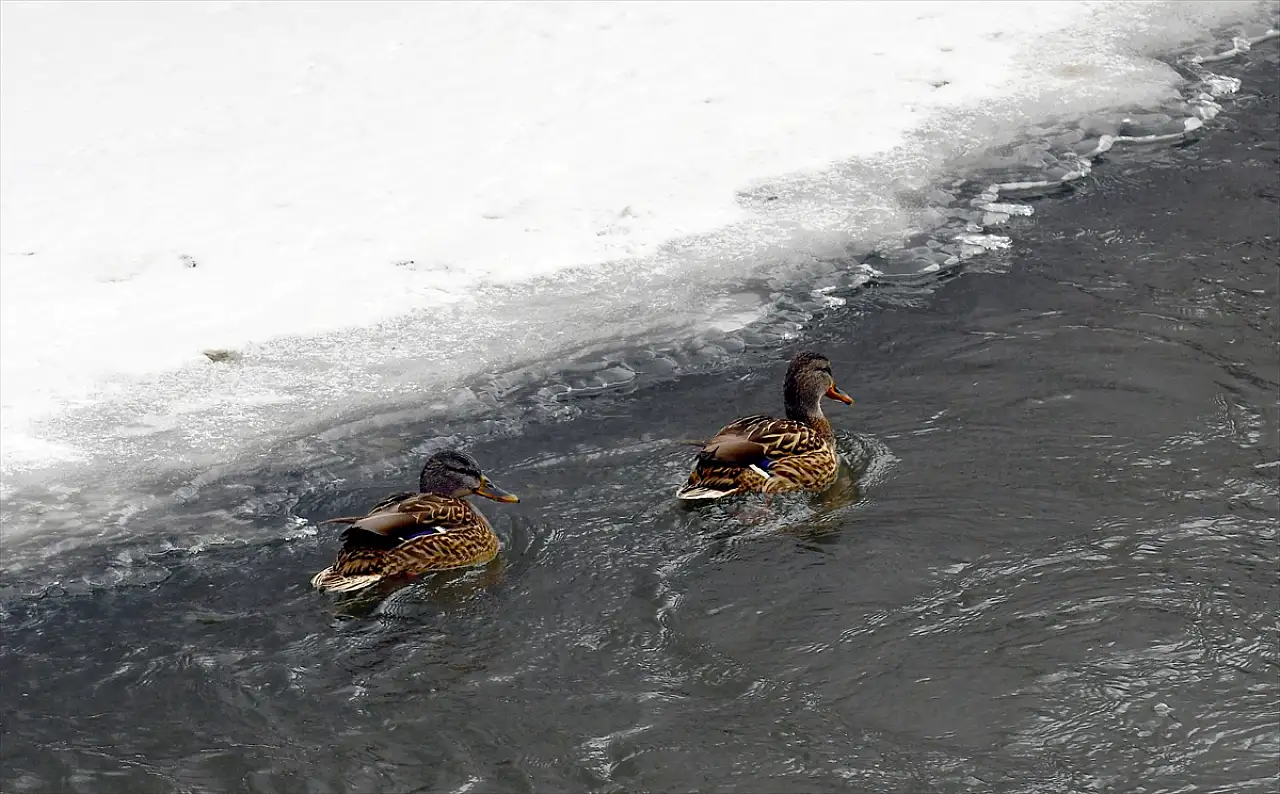 Kars'ta hava ısındı, yaban hayatı canlandı