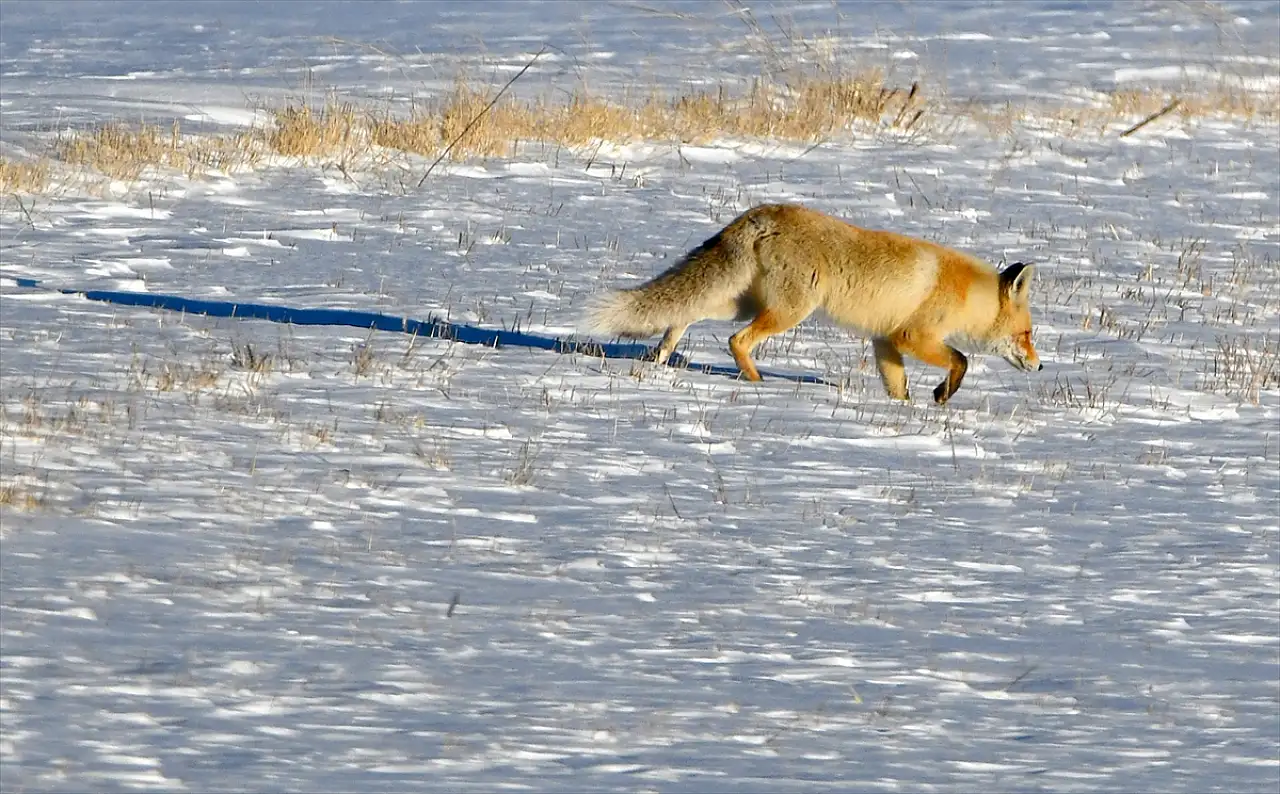 Kars'ta hava ısındı, yaban hayatı canlandı