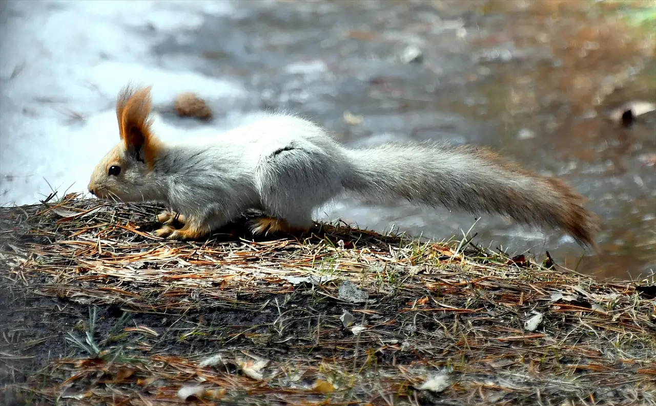 Kars'a bahar geldi, yaban hayvanları görüntülendi