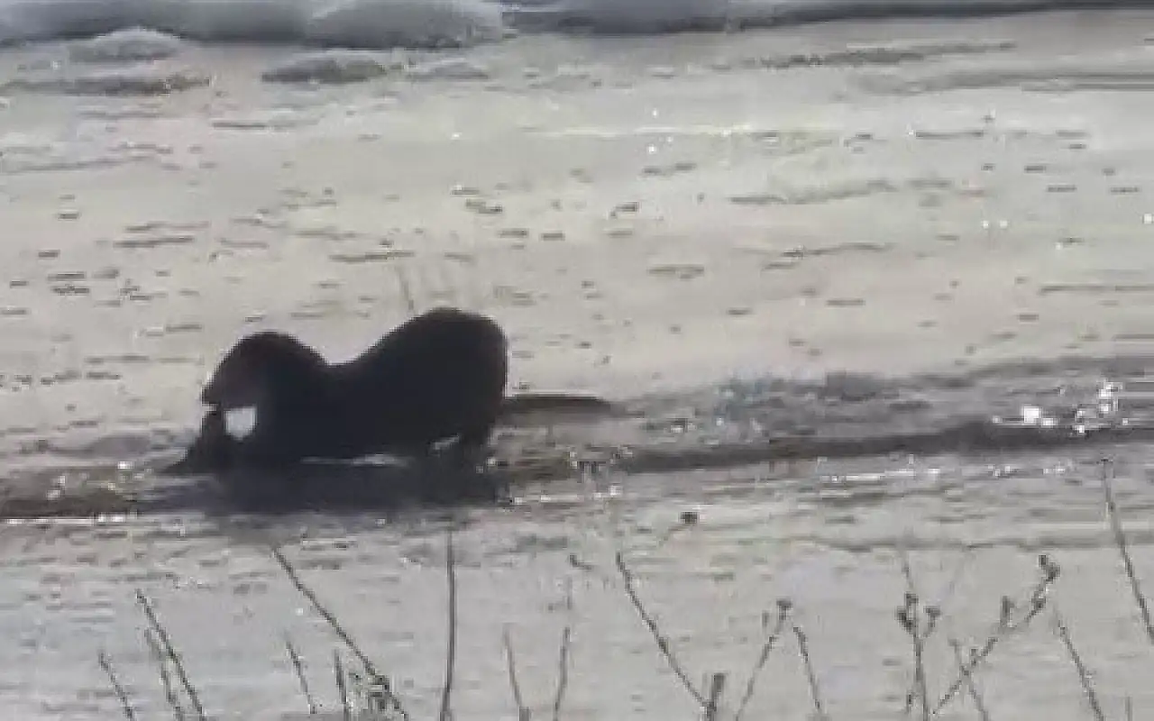 Taşlıçay'da görülen su samuru ilgi çekti