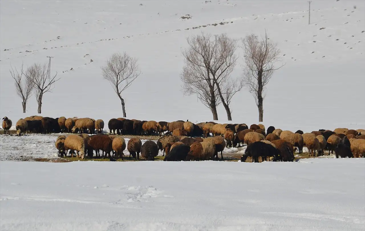 Bitlis ve Muş'ta besicilerin karla mücadelesi sürüyor