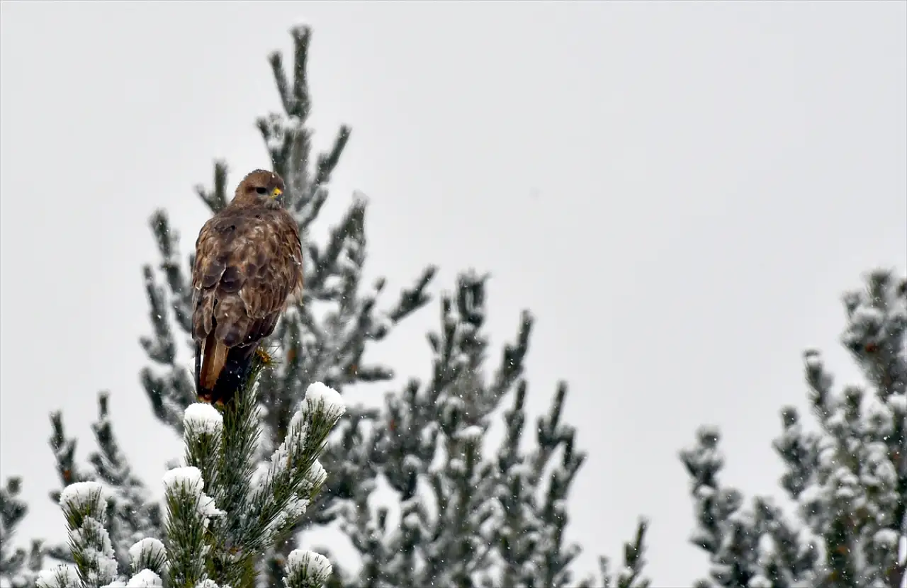 Nisan karı Sarıkamış'ta doğayı beyaza boyadı