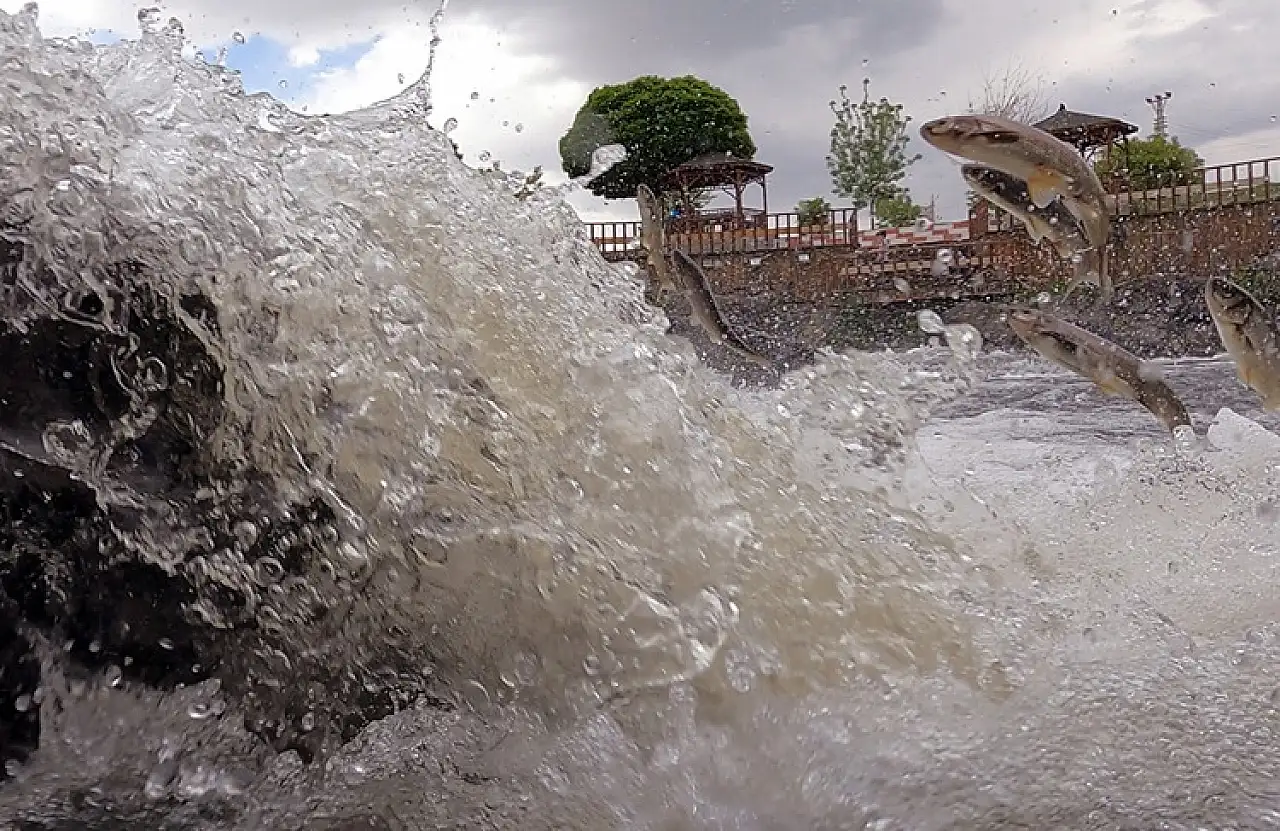 İnci kefali, Van Gölü'nden tatlı sulara göç ederken görüntülendi!