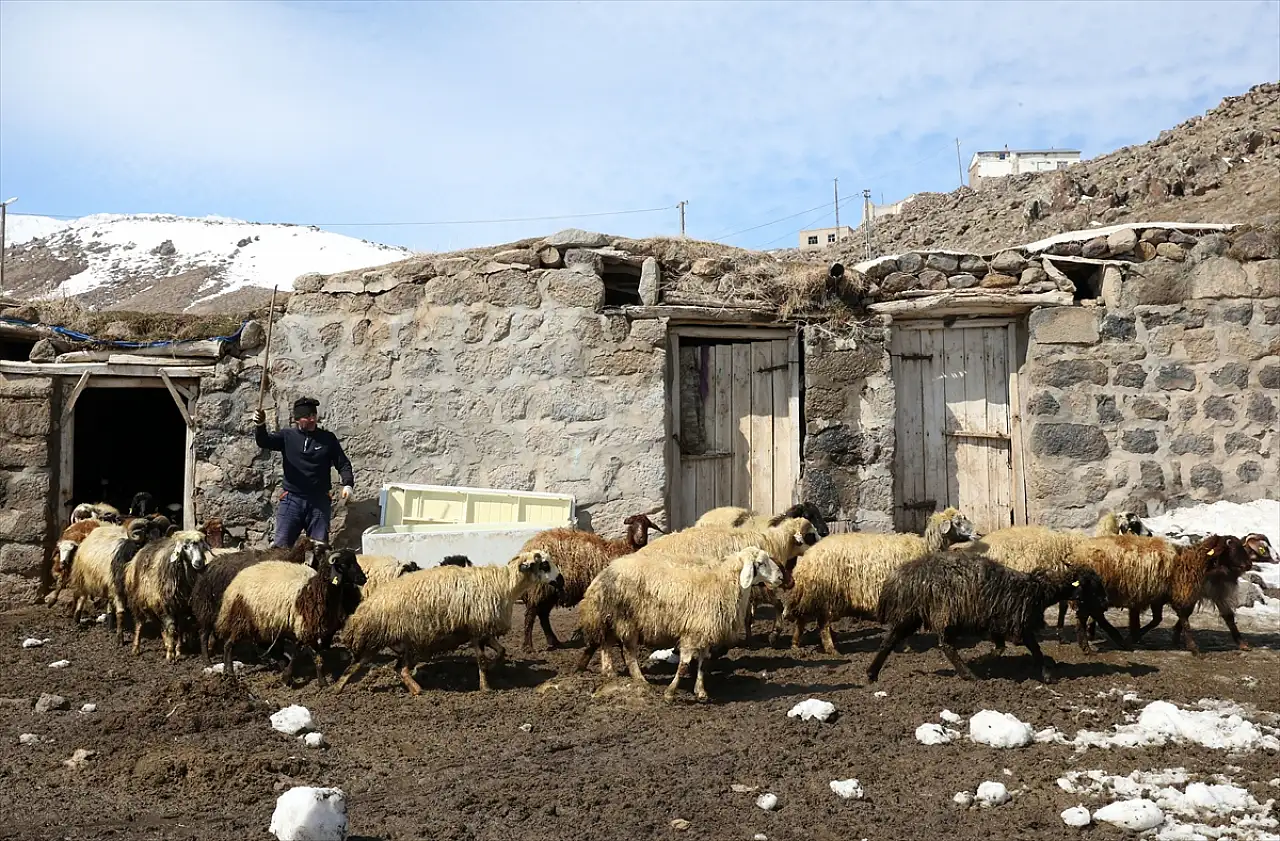 Bitlis ve Muş'ta besicilerin karla mücadelesi sürüyor