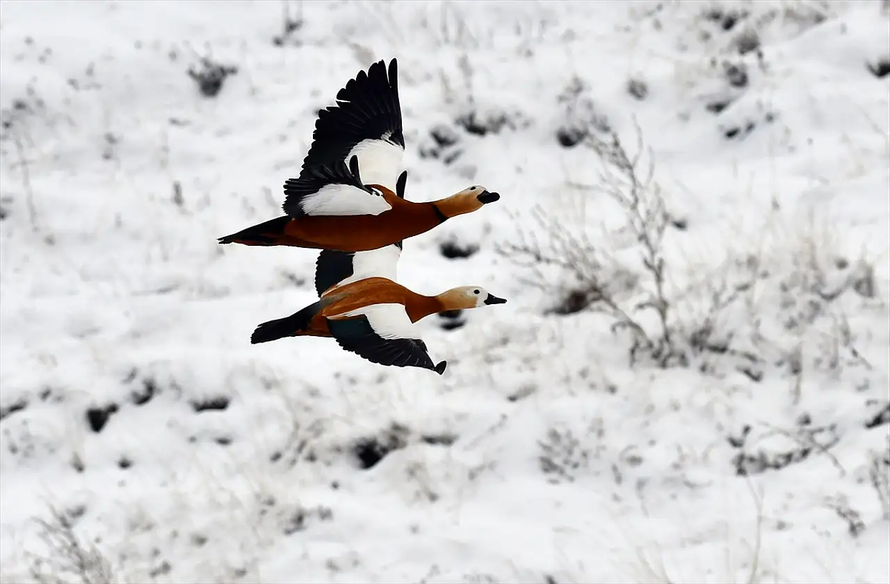 Kars'ta kızıl tilki ve yaban kuşları doğal yaşam alanlarında görüntülendi