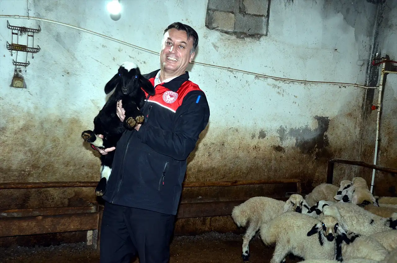 Muş'ta hayvancılıkta artış bekleniyor