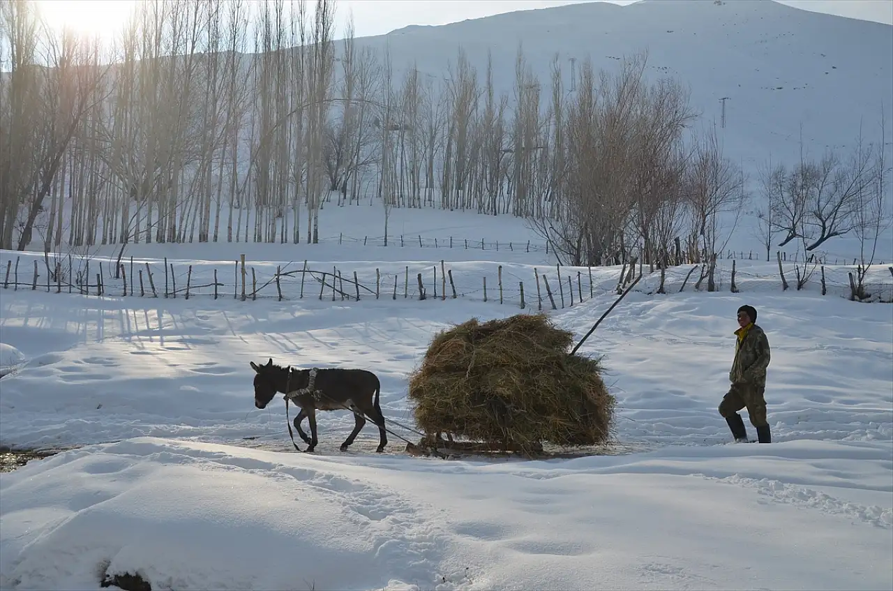 Muş'ta besiciler kızaklarla ot taşıyor