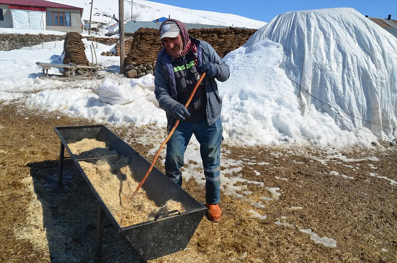 Bitlis ve Muş'ta besicilerin karla mücadelesi sürüyor