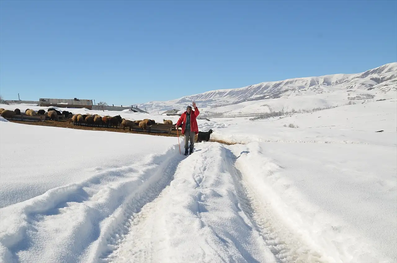 Bitlis ve Muş'ta besicilerin karla mücadelesi sürüyor