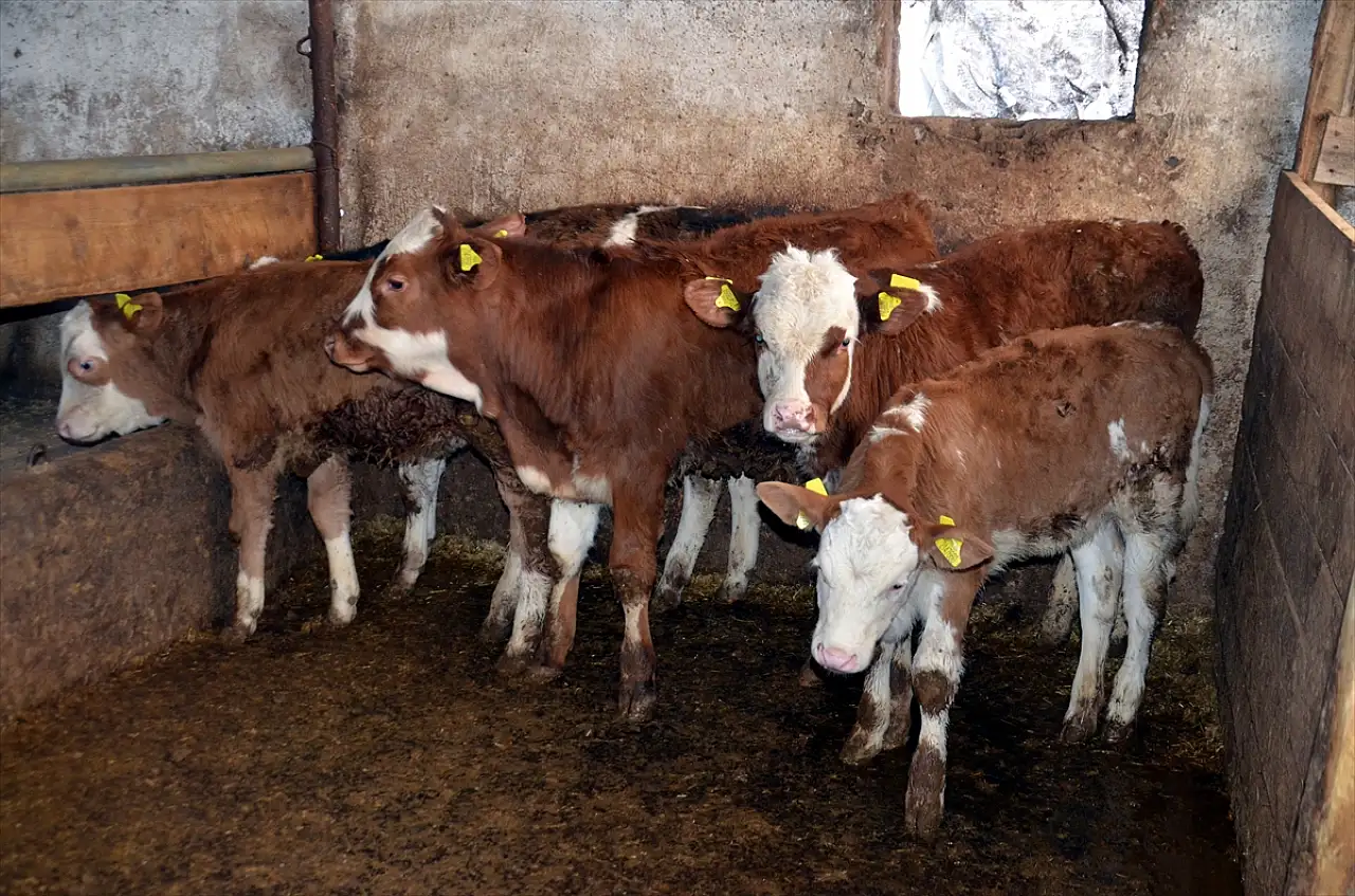 Muş'ta buzağıların ücretsiz küpelenmesi için çalışmalar başlatıldı