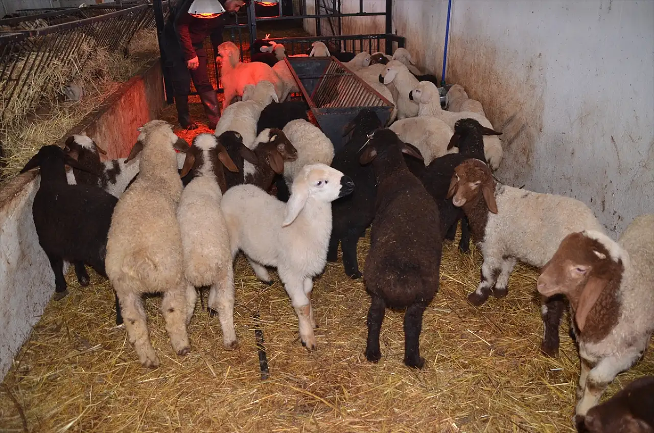 İki yıllık emek ilk meyvesini verdi: 41 kuzu dünyaya geldi