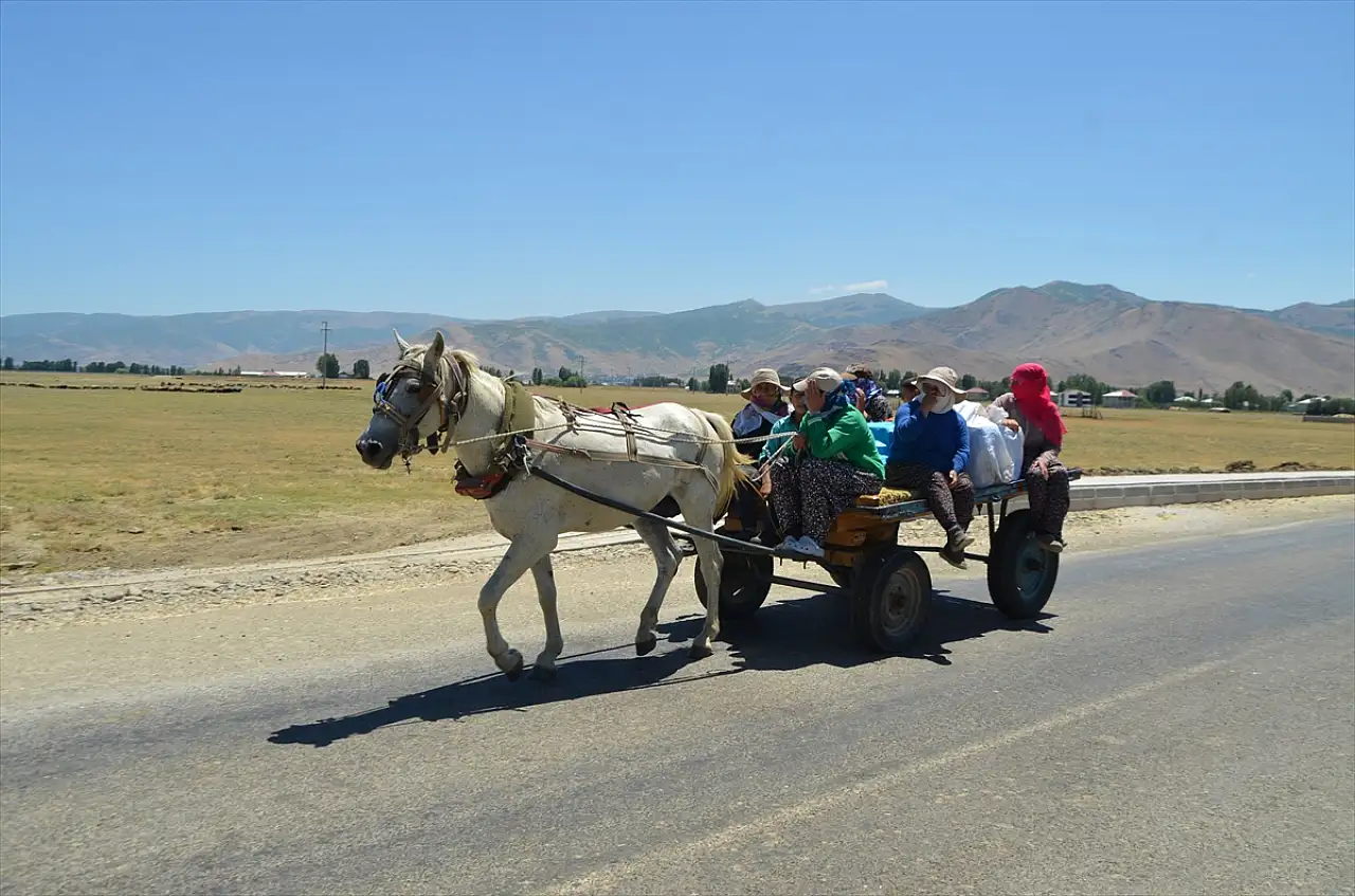 Muş'ta berivanlar geçim için her gün 20 kilometre yol kat ediyorlar
