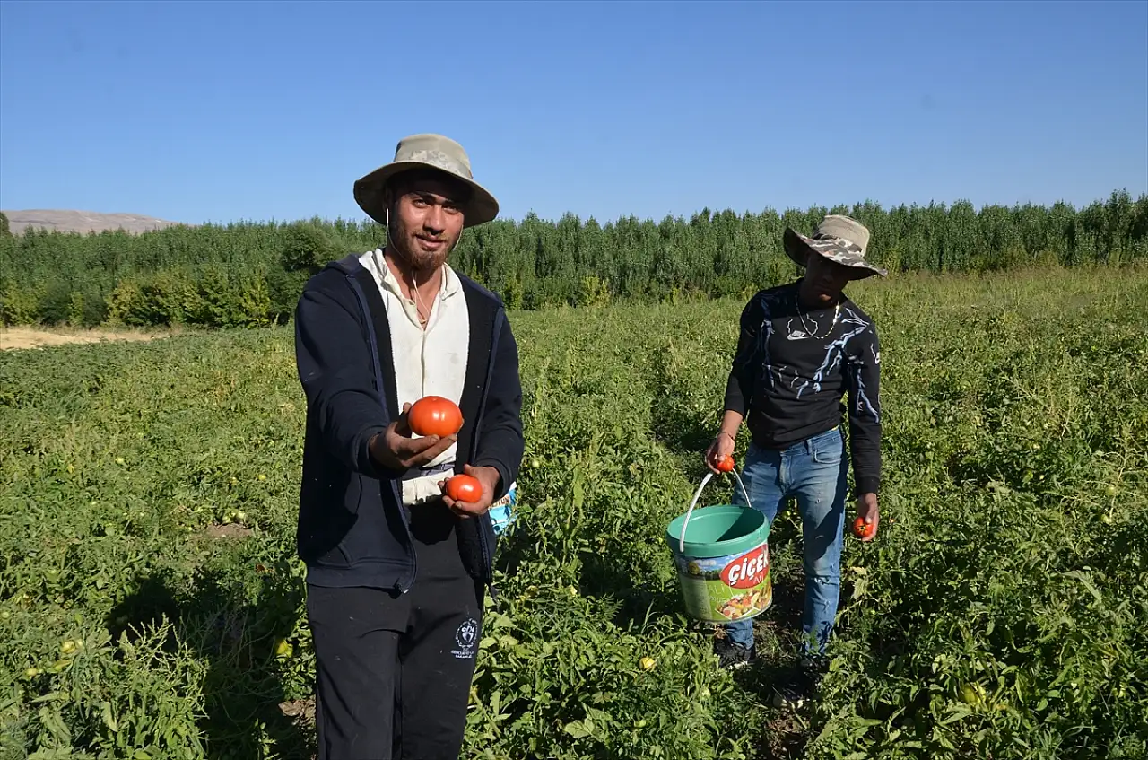 Muş'ta güneşte kurutulan sebzeler Avrupa sofralarına ulaşıyor