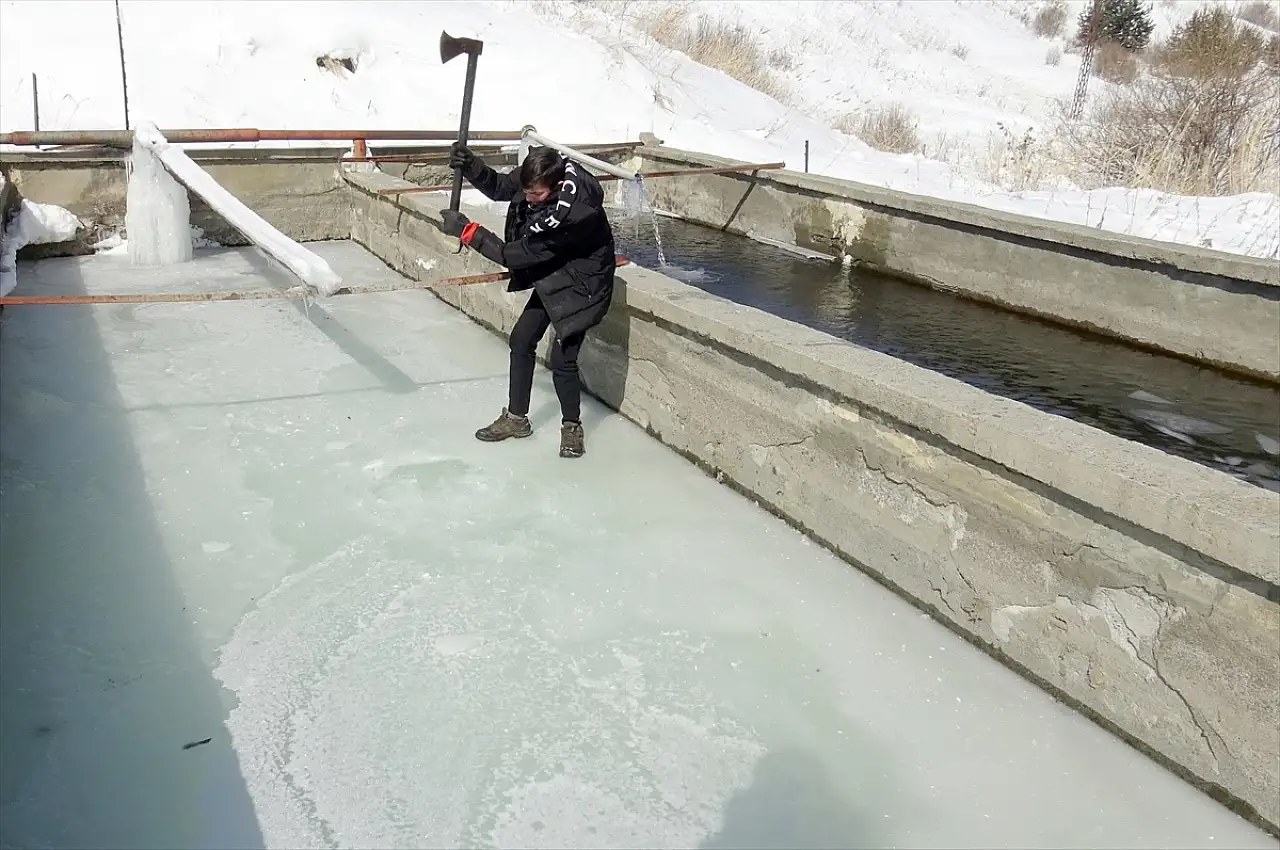 Sarıkamış'ta dondurucu soğukta alabalık üretimi sürüyor