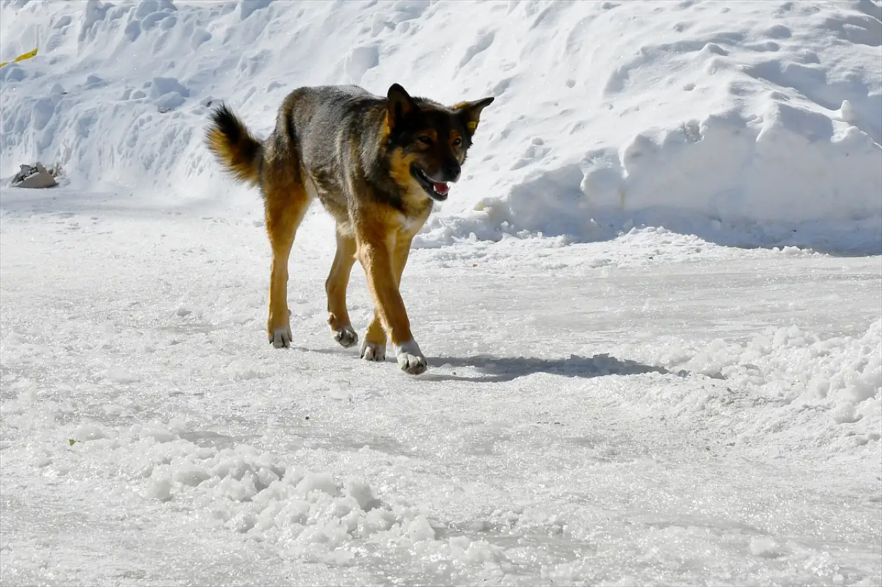 Kars'ta köpeklerle melezleşmenin kurtların genetik çeşitliliğine etkisi araştırılıyor
