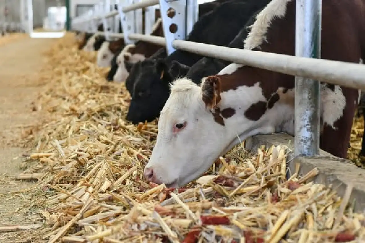 Van'da Düve Üretim Merkezi Bölge Hayvancılığına Güç Katacak