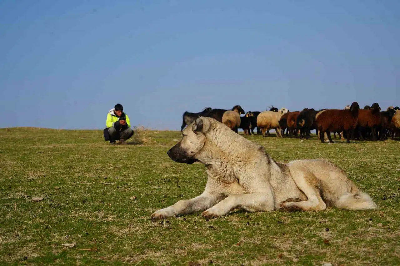 Muş'ta kar yağmaması, küçükbaş hayvan yetiştiricilerine ekonomik avantaj sağladı