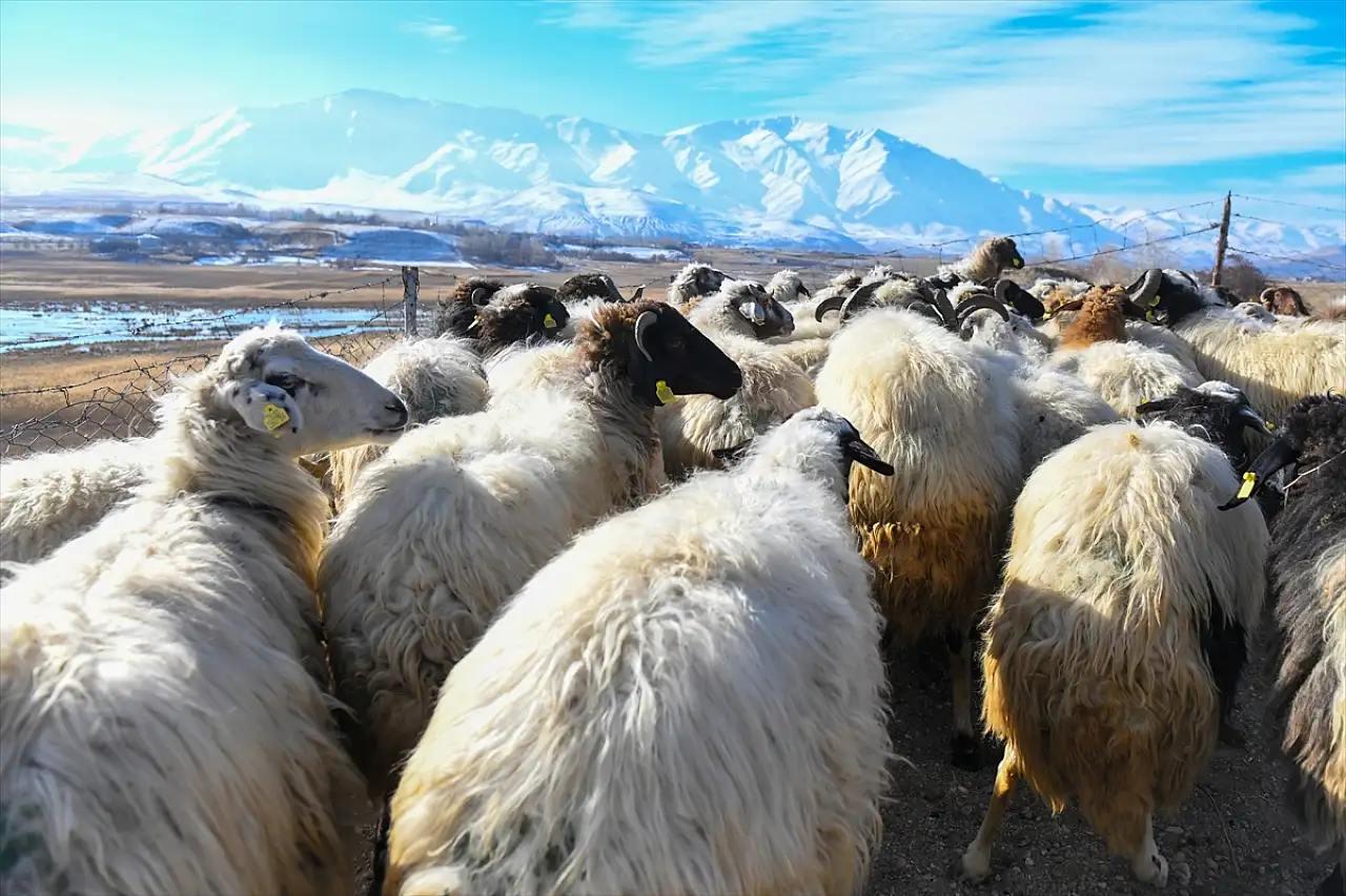 Van'da besicilere 210 bin koyun desteği sağlandı