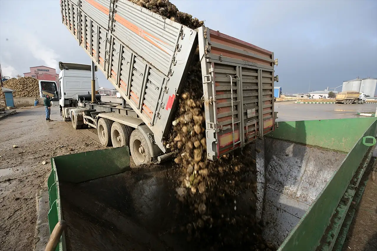 Muş'ta şeker pancarı alımında rekor kırıldı