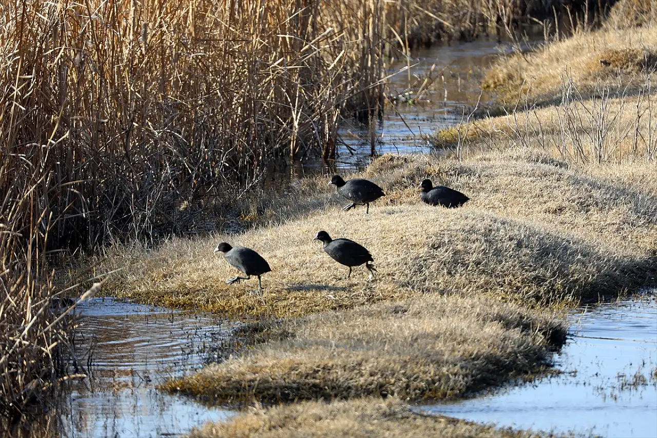Ağrı Dağı eteğindeki Karasu Sulak Alanı kuşların sığınağı oluyor