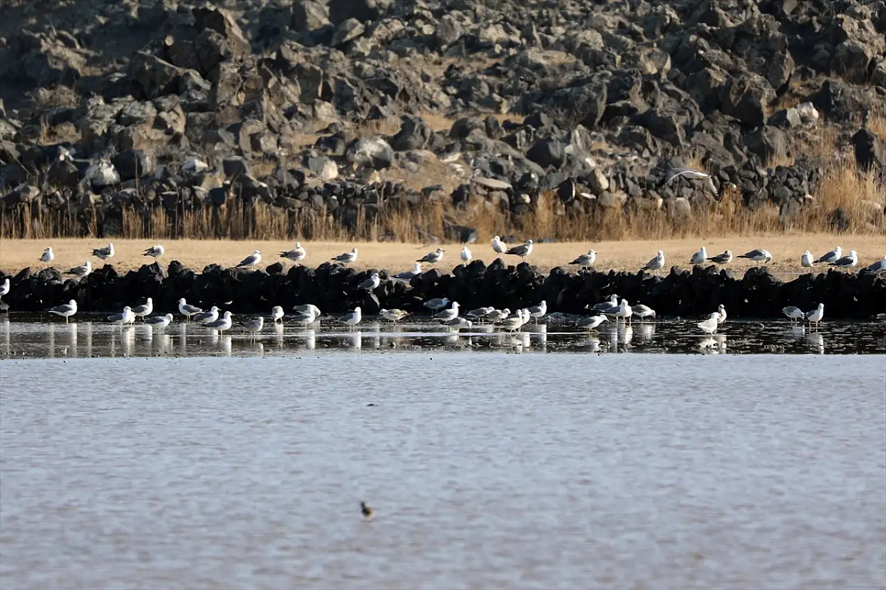 Ağrı Dağı eteğindeki Karasu Sulak Alanı kuşların sığınağı oluyor