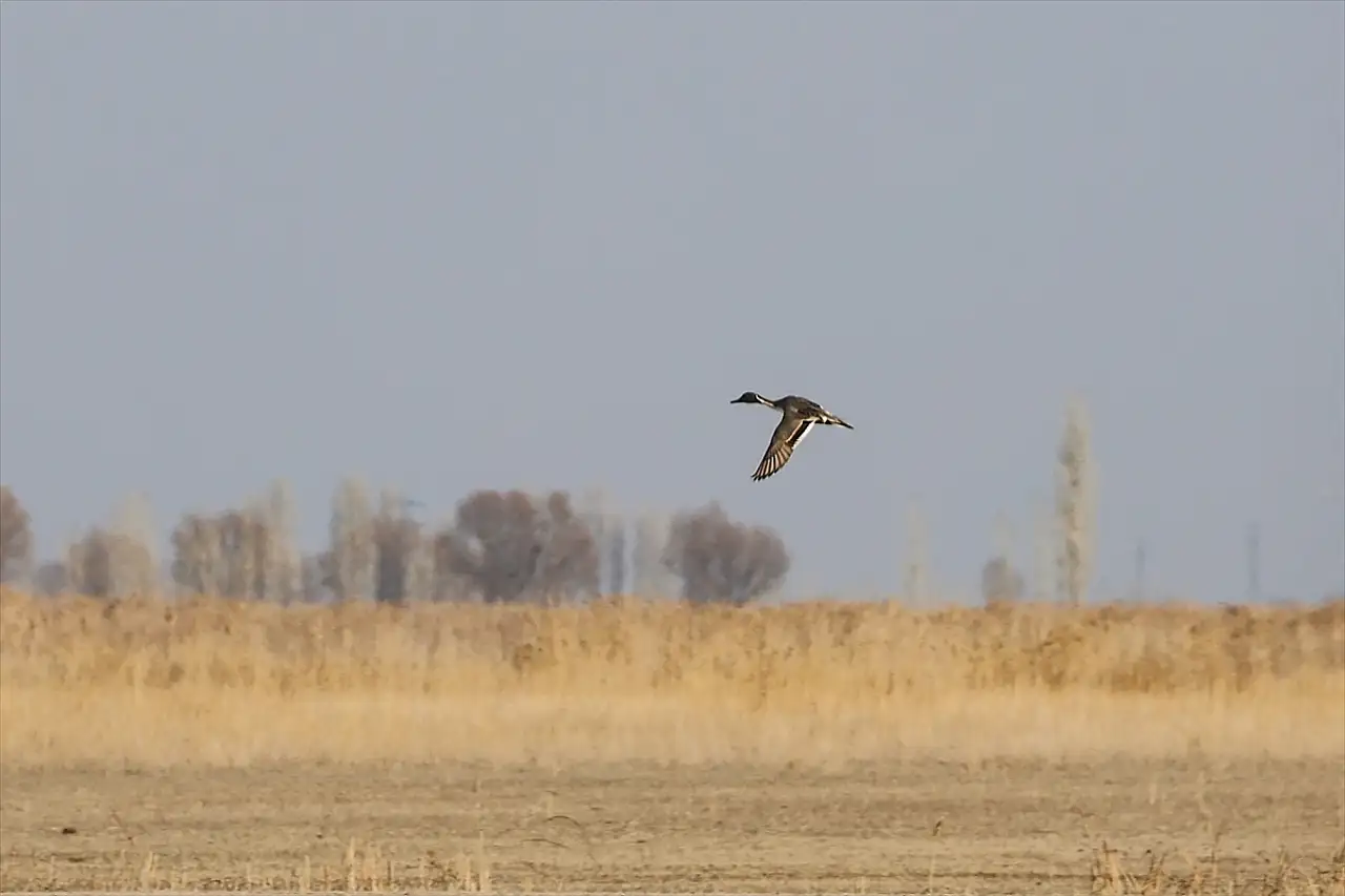 Ağrı Dağı'nın eteklerinde yeni bir kuş türü keşfedildi