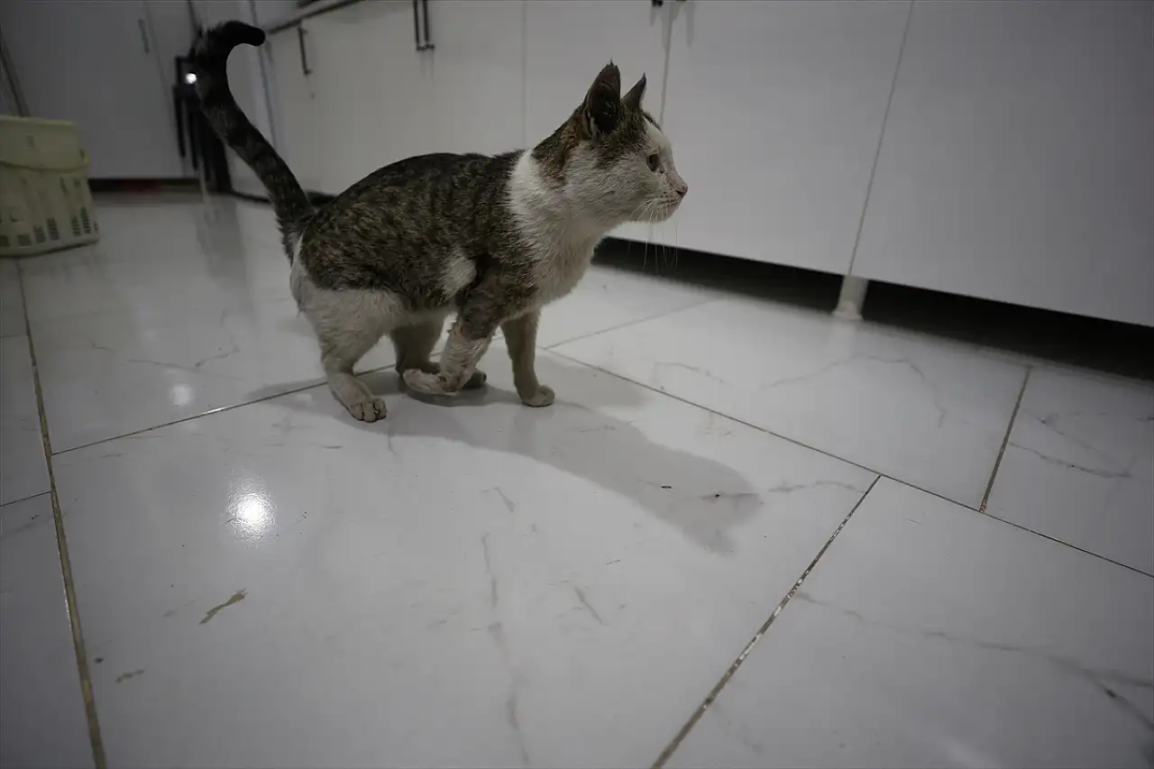 Iğdır'da sokakta bulunan felçli kedi tedavi altına alındı