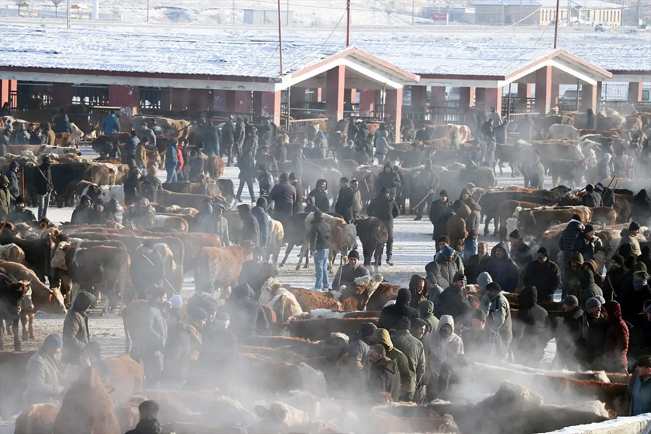 Ağrı Hayvan Borsası soğuklara rağmen hareketli